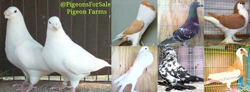 American Show Racer Pigeon for Sale – Pigeon Farms & Co. – Call (562) 235-1829 Logo